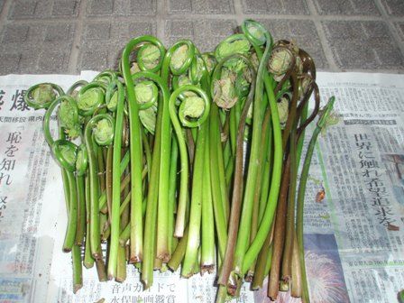 山菜 ぜんまいを茹でる 四季彩 湯沢 ほんとの暮らし伝えるブログ