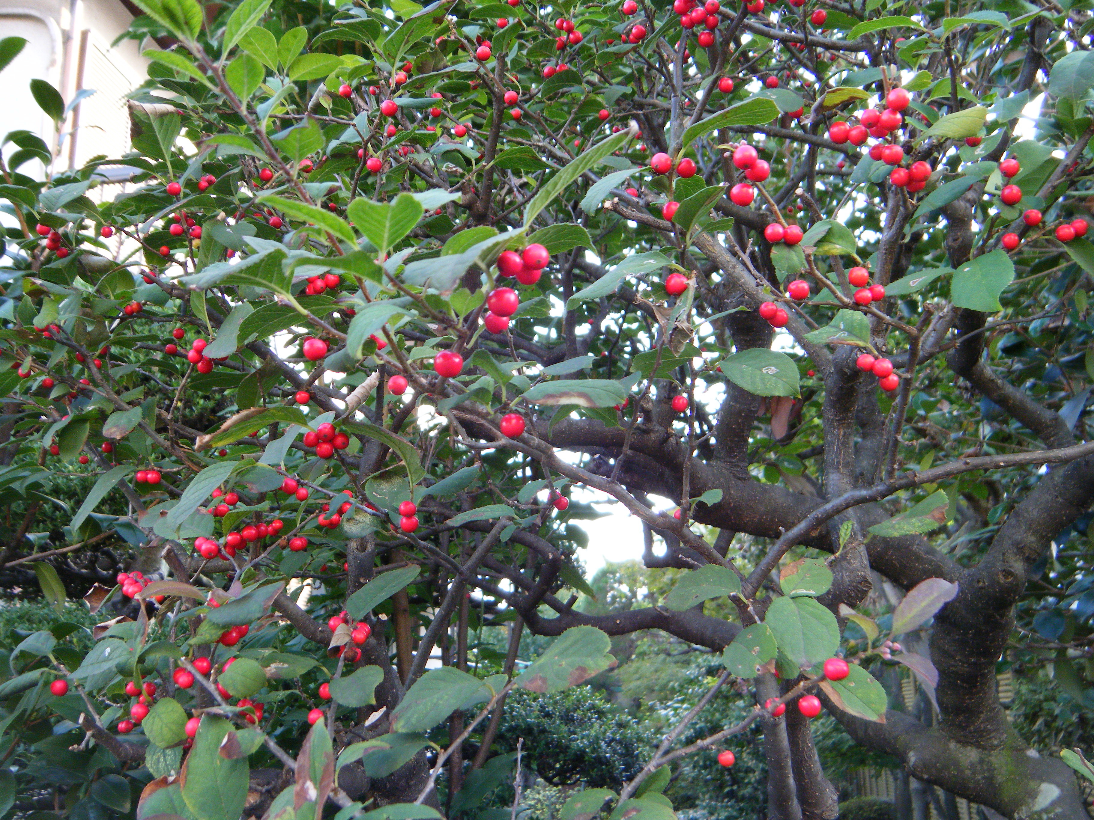 ウメモドキ 造園 庭木剪定 東京 日野 八王子 株 四季庭のブログ