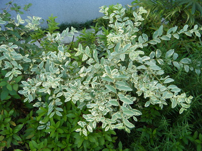 ����ǽ� 010