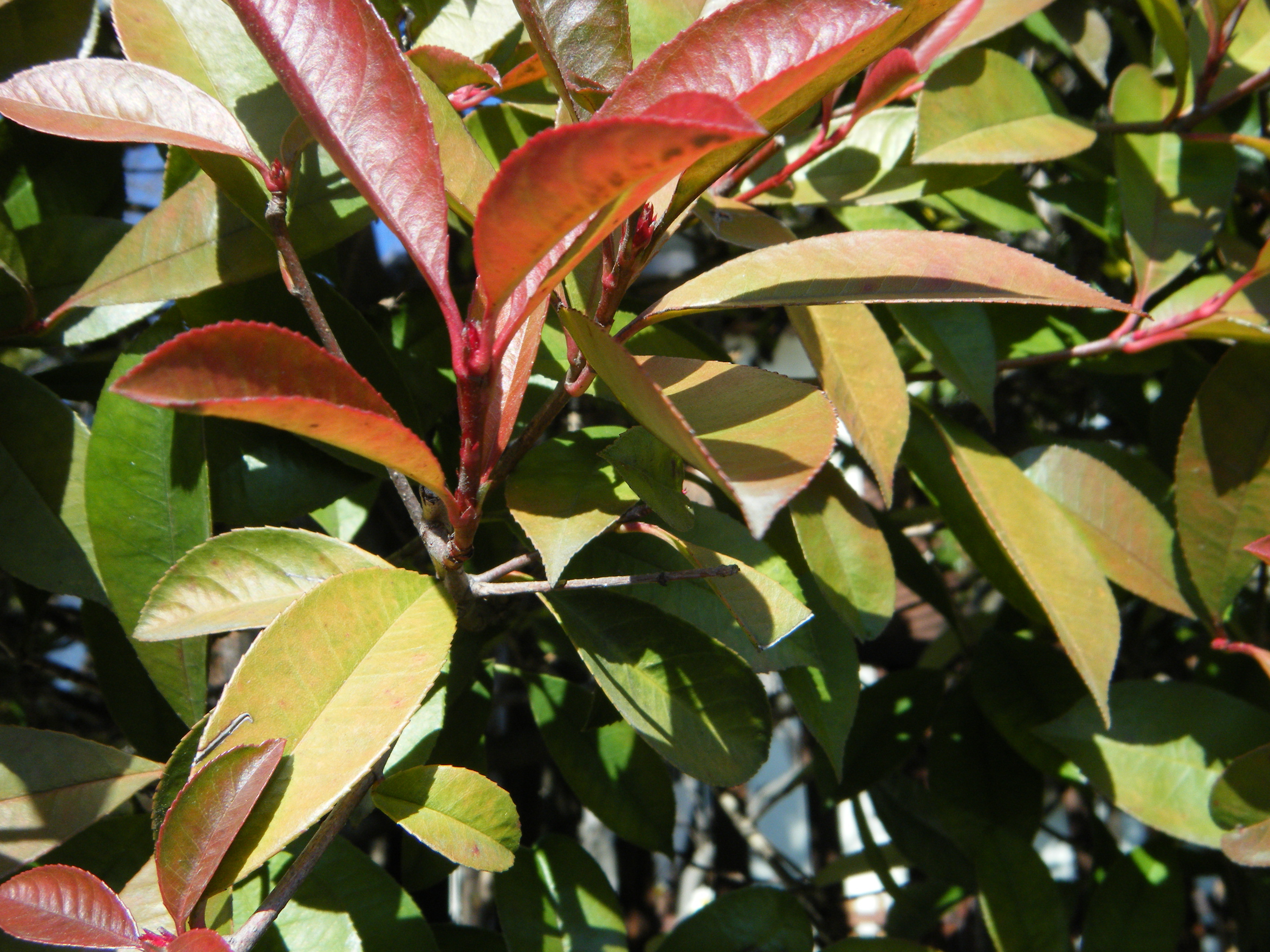 レッドロビン 西洋紅かなめもち 造園 庭木剪定 東京 日野 八王子 株 四季庭のブログ