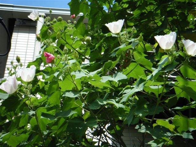 スイフヨウ 酔芙蓉の花 造園 庭木剪定 東京 日野 八王子 株 四季庭のブログ