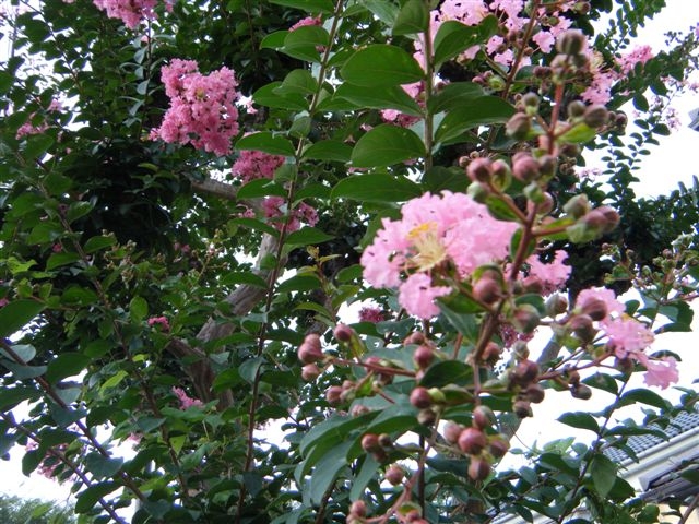 夏の花 サルスベリ 剪定のポイント 造園 庭木剪定 東京 日野 八王子 株 四季庭のブログ