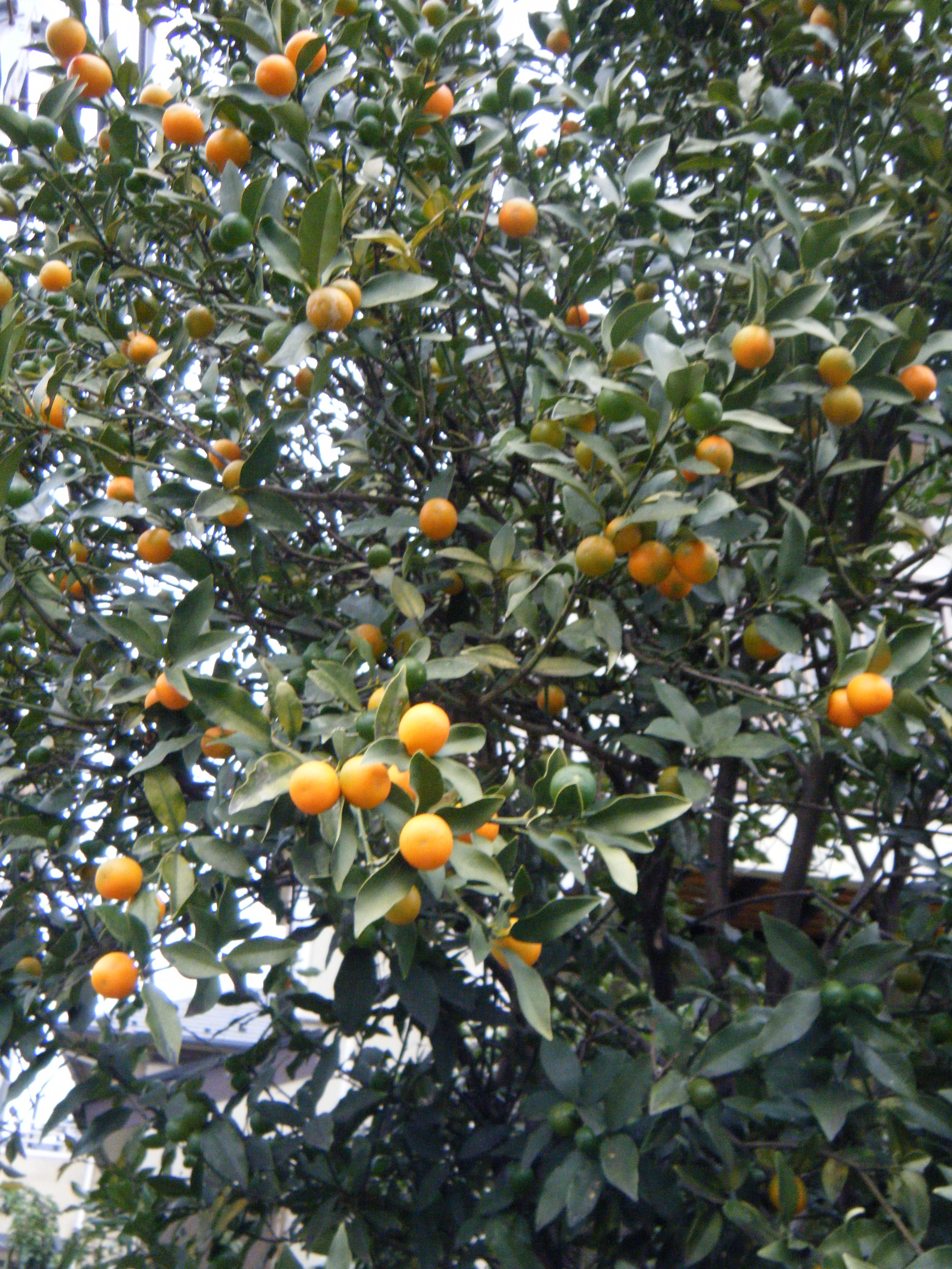 キンカン 金柑 造園 庭木剪定 東京 日野 八王子 株 四季庭のブログ