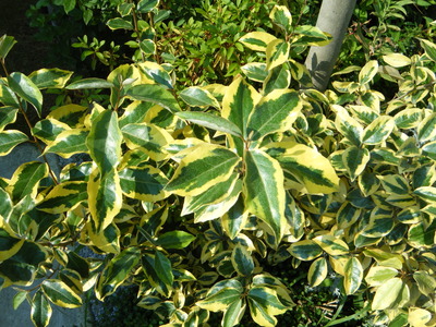 ����ǽ� 012