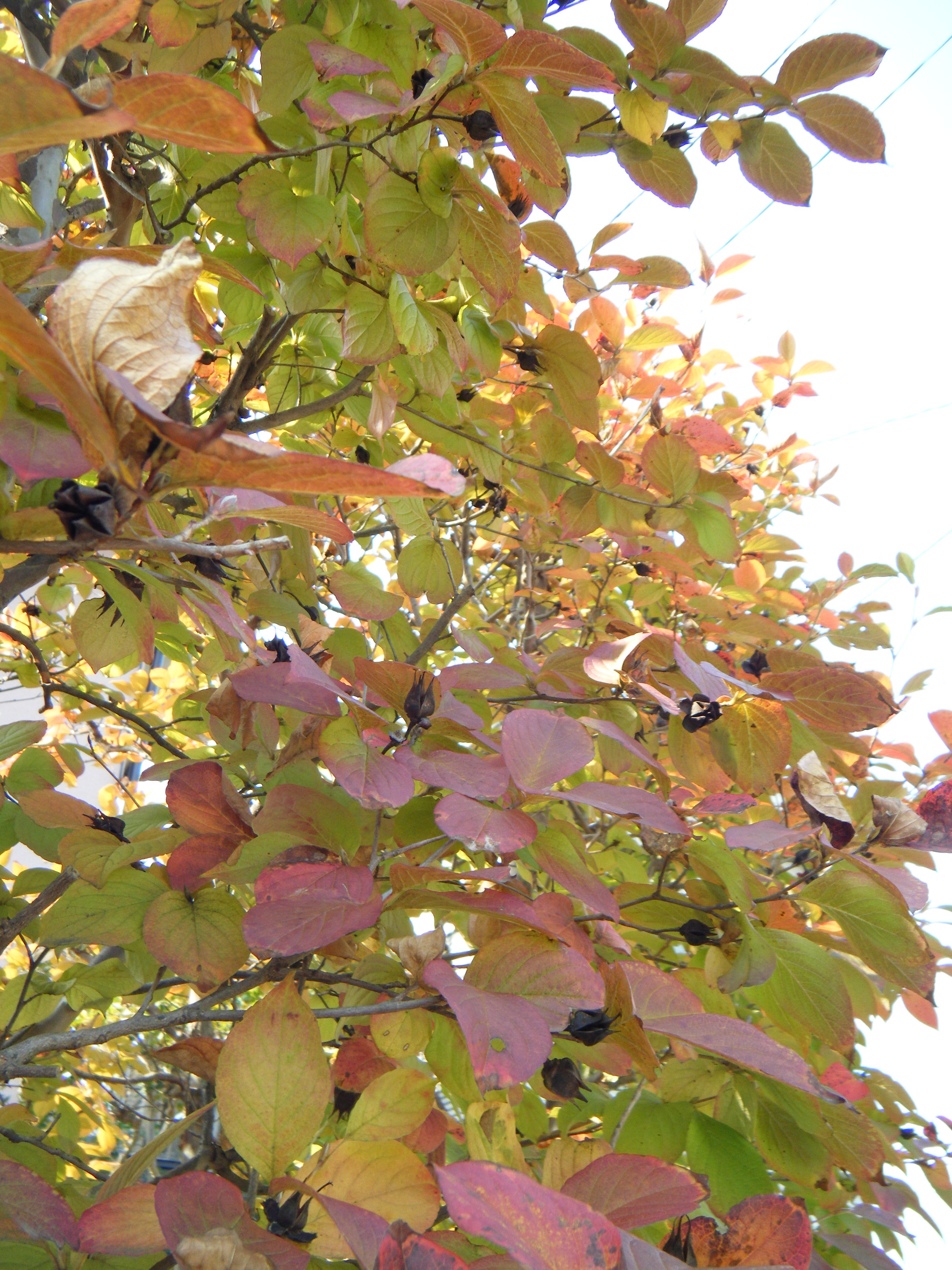 ナツツバキ シャラの木の紅葉 造園 庭木剪定 東京 日野 八王子 株 四季庭のブログ