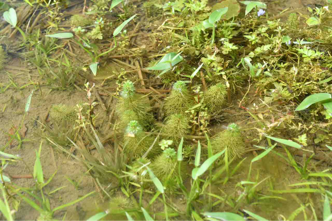 高知遠征 終盤に連れてレベルが上がっていくのはrpgもフィールドも同じ 私的こぺんた