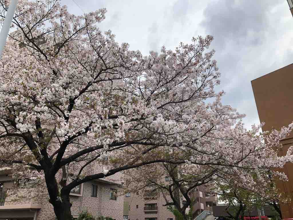 ゲーム会 桜降る代に決闘を 公認大会 名古屋中川4 14 日 振り返り しくらめんのゲームとげえむ ゲーム会 桜降る代に決闘を 公認大会 名古屋中川4 14 日 振り返り しくらめんのゲームとげえむ