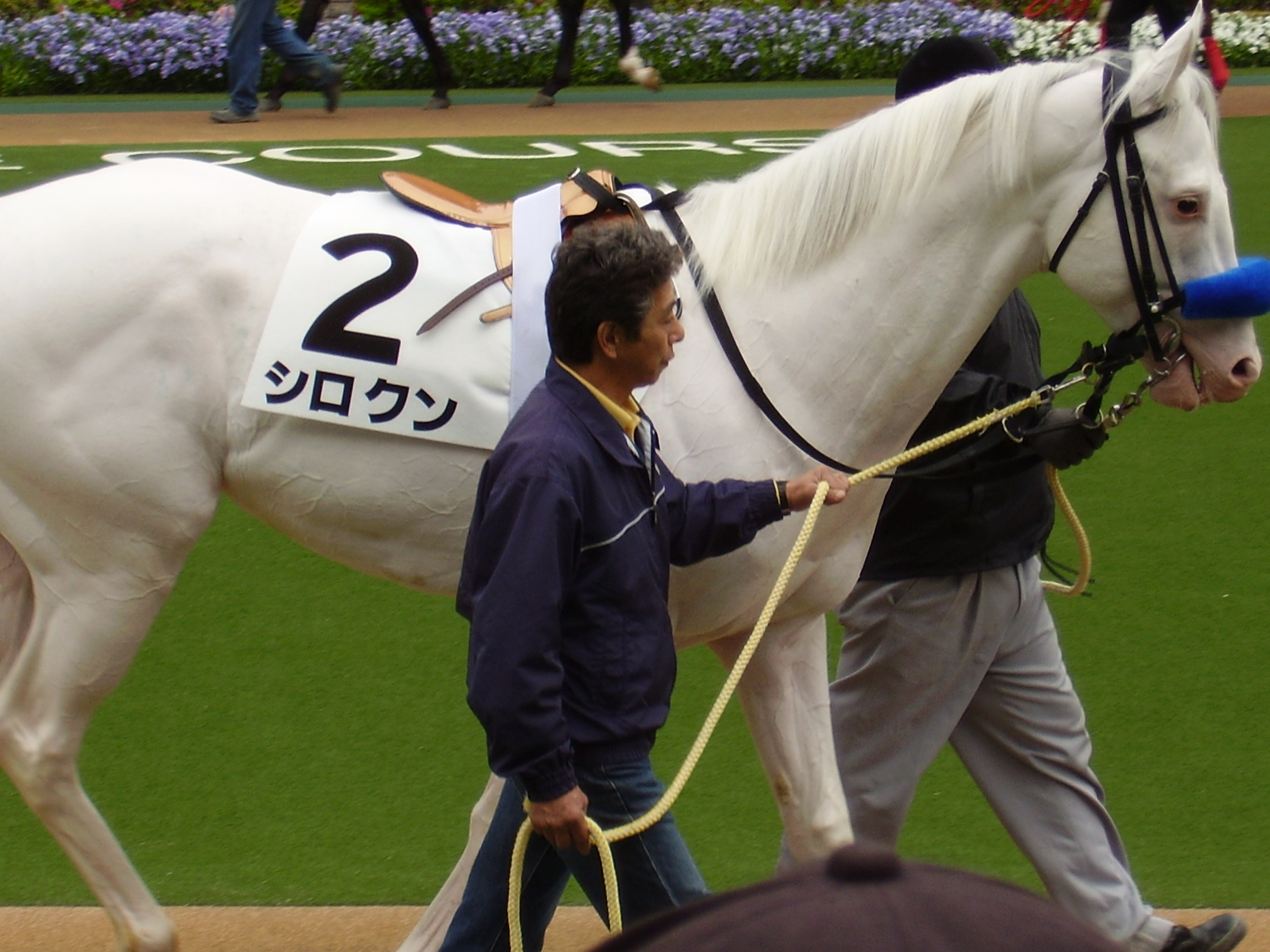 シロクン引退なんですね 地方競馬 中央競馬予想 結果