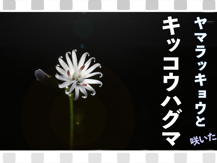 ヤマラキョウとキッコウハグマ 筑波山 秋の山野草 山野草に誘われて ヤマラキョウとキッコウハグマ 筑波山 秋の山野草 山野草に誘われて