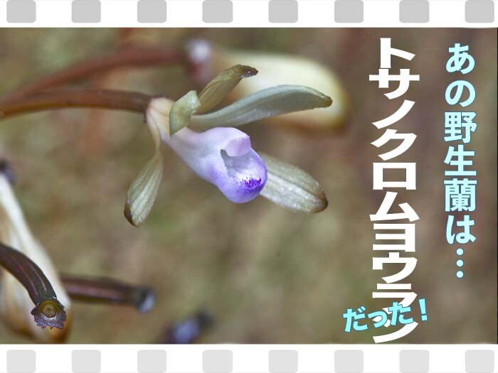 以前から気になる野生蘭はトサノクロムヨウランだった 山野草に誘われて 以前から気になる野生蘭はトサノクロムヨウランだった 山野草に誘われて
