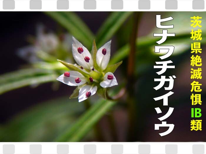 ヒナワチガイソウは咲いていた 筑波山ぶらぶら徘徊 茨城県絶滅危惧ib類 山野草に誘われて ヒナワチガイソウは咲いていた 筑波山ぶらぶら徘徊 茨城県絶滅危惧ib類 山野草に誘われて