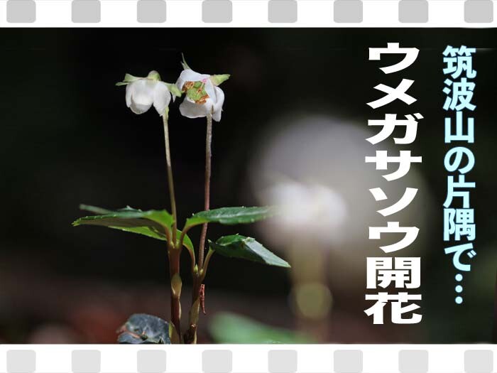 ウメガサソウやイチヤクソウも開花 ホシザキユキノシタ満開 初夏の筑波山 山野草に誘われて ウメガサソウやイチヤクソウも開花 ホシザキユキノシタ満開 初夏の筑波山 山野草に誘われて