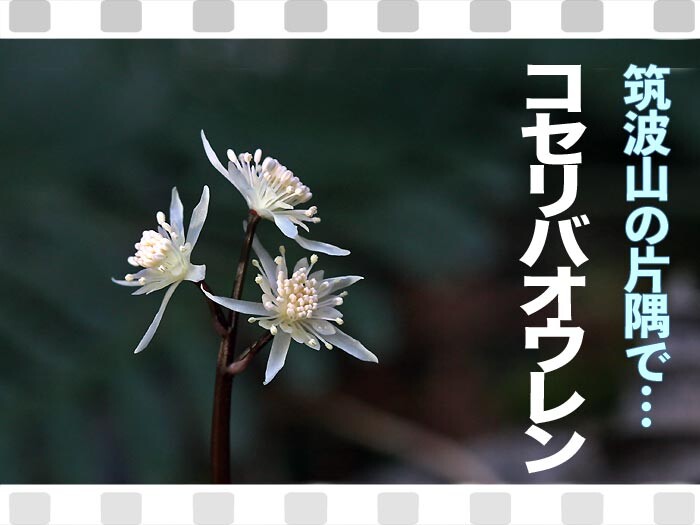筑波山の片隅でコセリバオウレン開花 茨城県準絶滅危惧種 山野草に誘われて