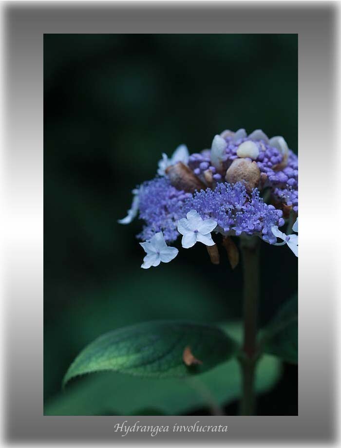 f009