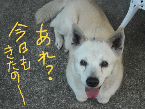 ブサイクな犬 カノンのものがたり ブサイクな犬 カノンのものがたり