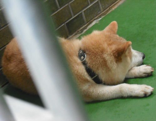 7月21日 収容犬 4305 とぼとぼ歩く柴犬のその後 迷い犬のものがたり 7月21日 収容犬 4305 とぼとぼ歩く柴犬のその後 迷い犬のものがたり