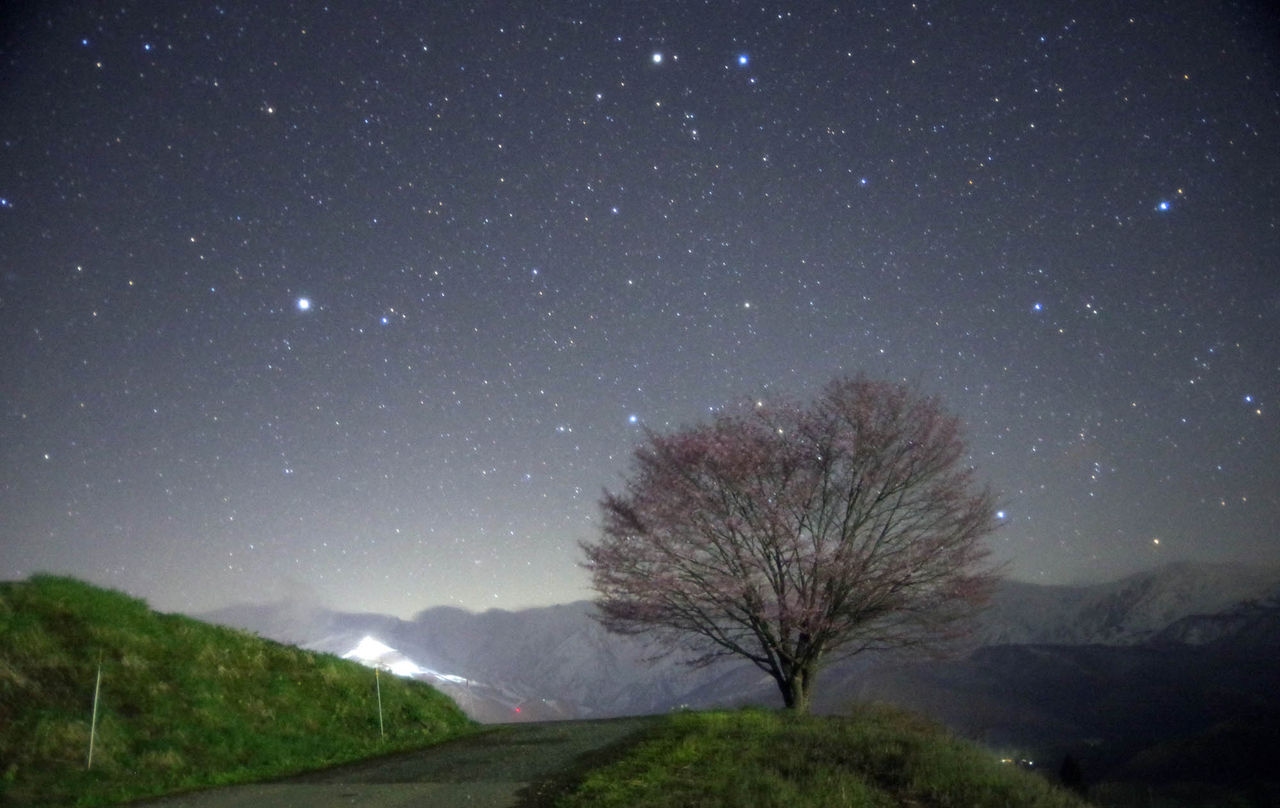 野平の一本桜星空 蘭と旅の物語 野平の一本桜星空 蘭と旅の物語