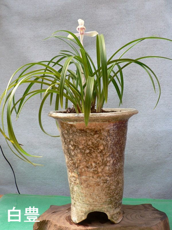 春蘭　鉢 春蘭が咲きました : 蘭と旅の物語