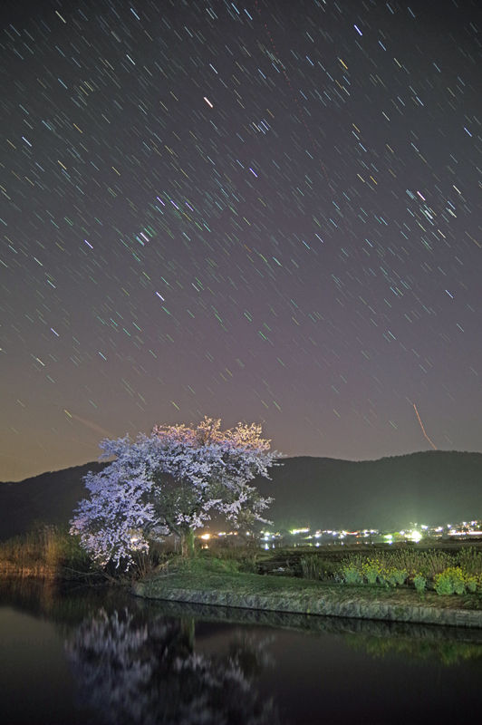 余呉湖のさくらと星空 蘭と旅の物語 余呉湖のさくらと星空 蘭と旅の物語