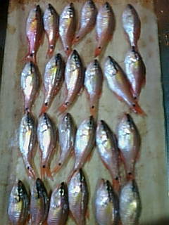 ネンブツダイの南蛮漬けは旨い 中国こぼれ話 と 湘南釣り情報