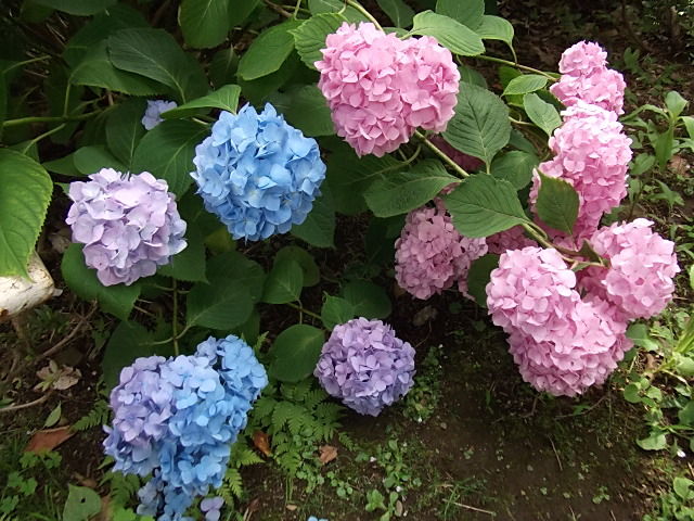 イメージ 2
