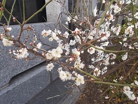 DSCN2237