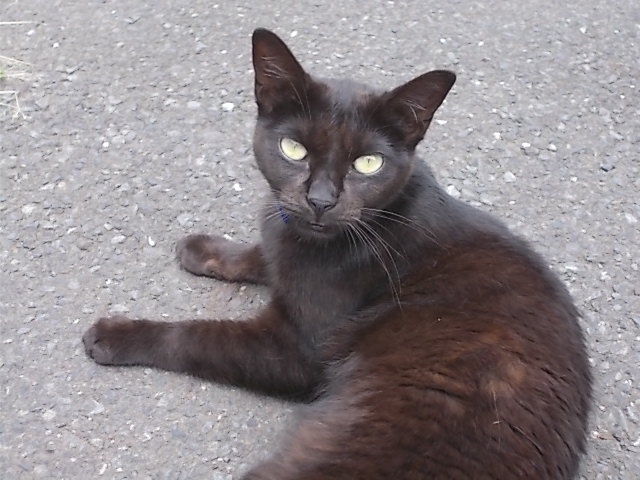 猫が寄ってきた 大きな猫と新垣結衣 汗 Estacao Central 避難小屋 猫が寄ってきた 大きな猫と新垣結衣 汗 Estacao Central 避難小屋