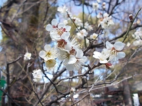 DSCN4930