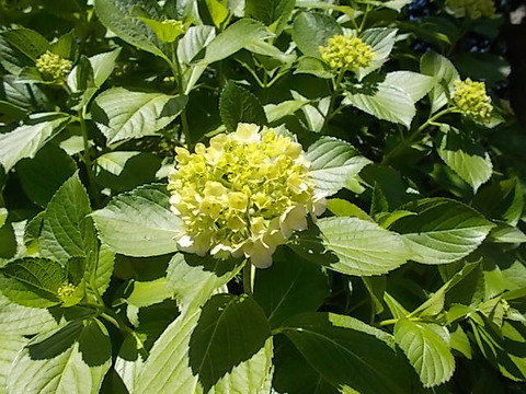 DSCN5840