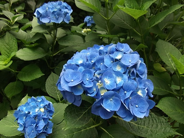 イメージ 7
