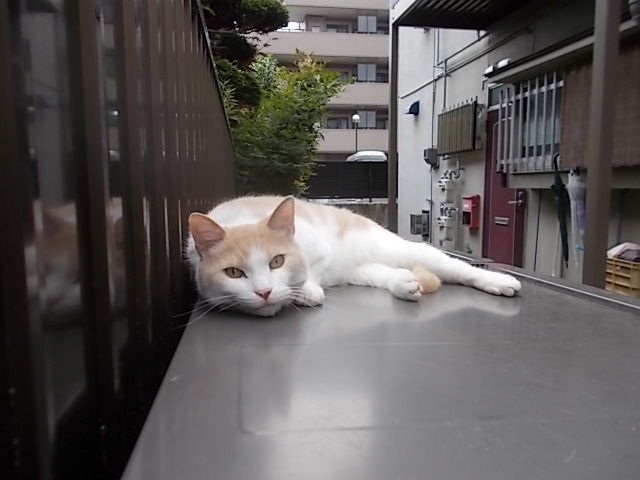イメージ 12