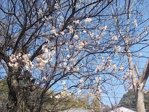 DSCN3035