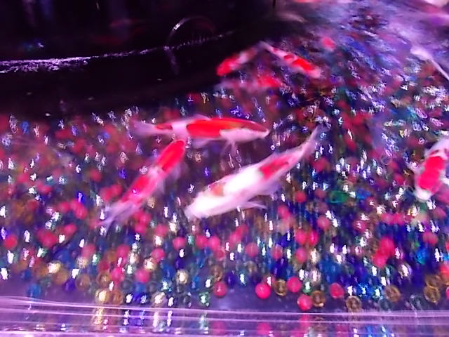 イメージ 6