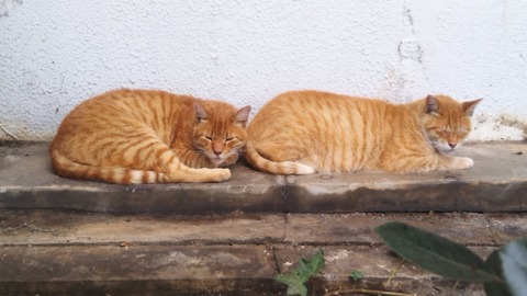 猫の整列＆野菜の無人販売所と昔の軽トラ : Estacao Central 避難小屋 - Vimarsana News