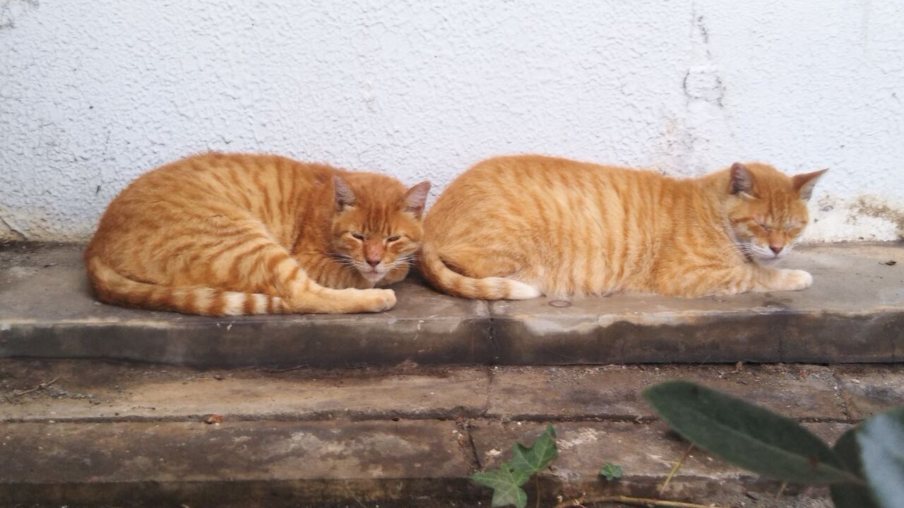 猫の整列 野菜の無人販売所と昔の軽トラ Estacao Central 避難小屋 猫の整列 野菜の無人販売所と昔の軽トラ Estacao Central 避難小屋