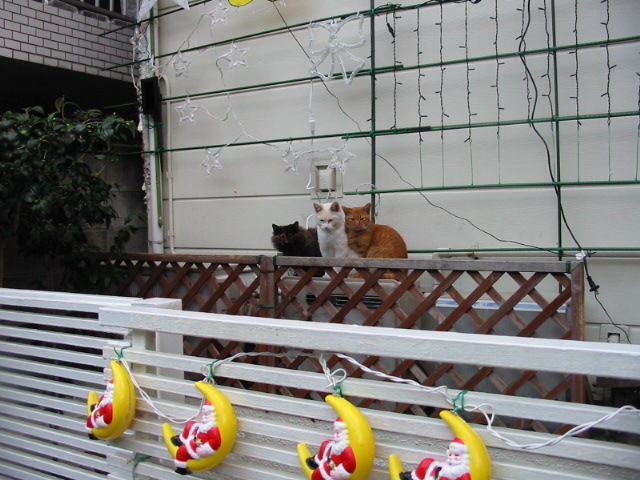 イメージ 7