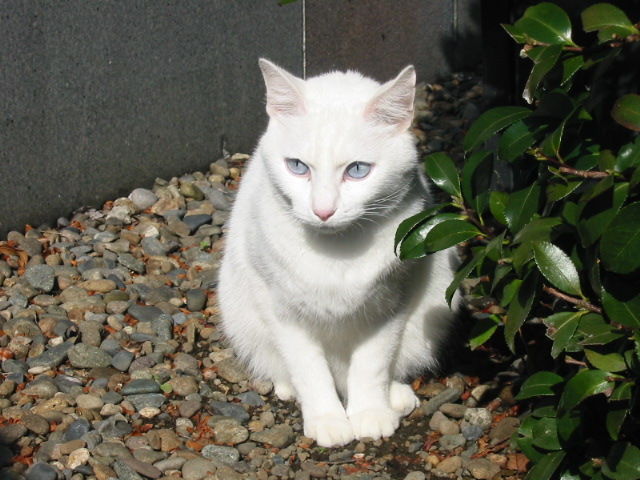 イメージ 7