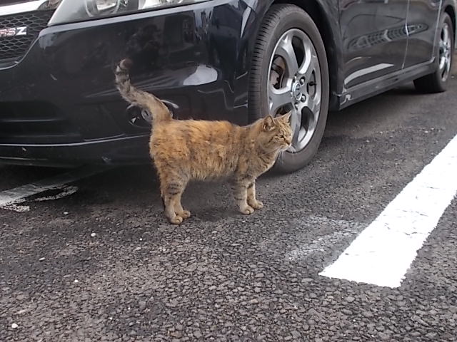 イメージ 9