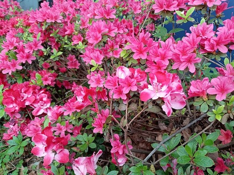 IMG_20250420_092658