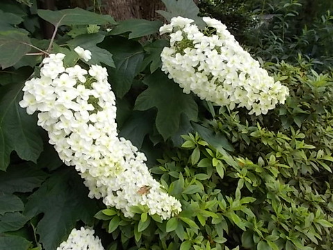 DSCN2747