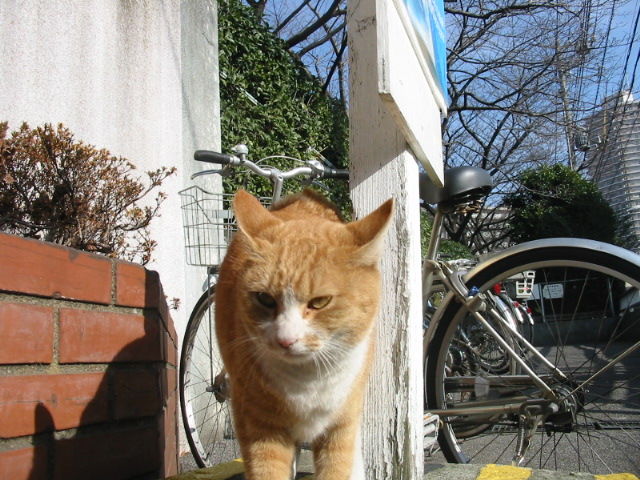 イメージ 6