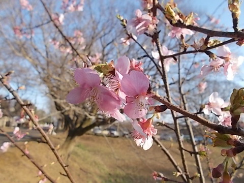 DSCN3201