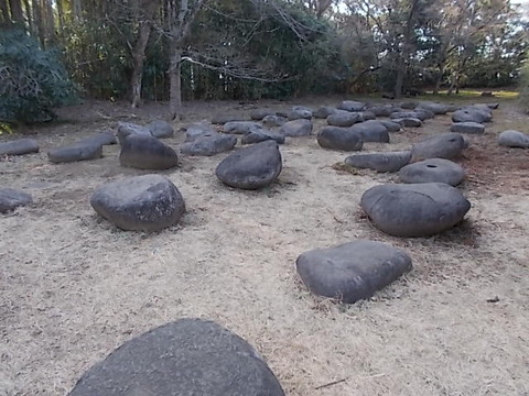DSCN3168