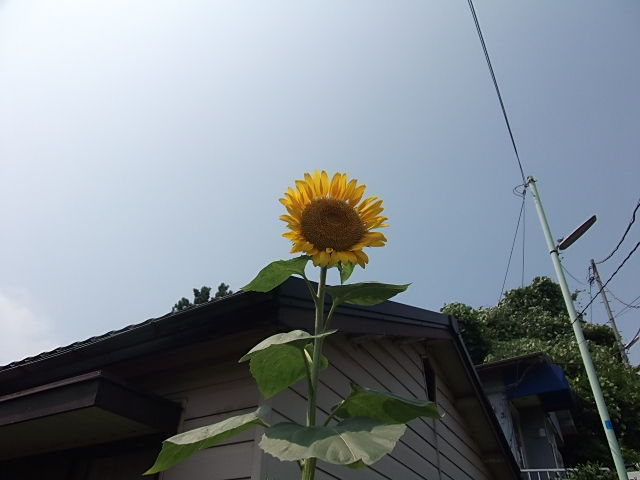 イメージ 5