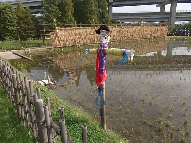 イメージ 7