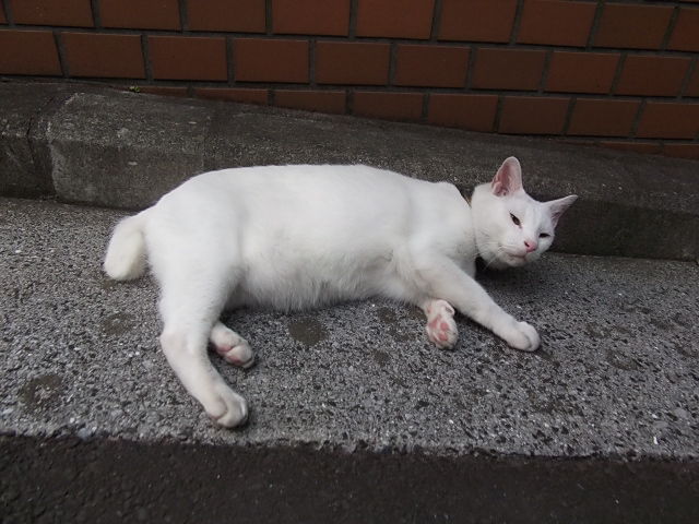 イメージ 9