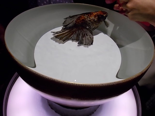 イメージ 13