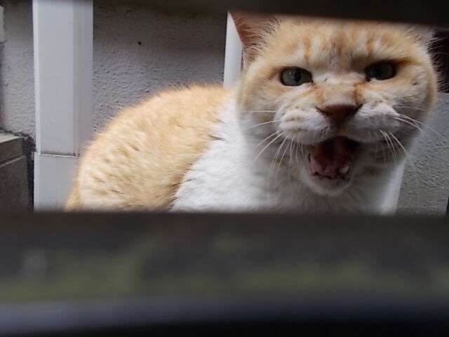 威嚇する猫が一転寄ってきた 久々に赤羽の鯵家に Estacao Central 避難小屋
