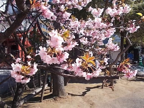 DSCN8255