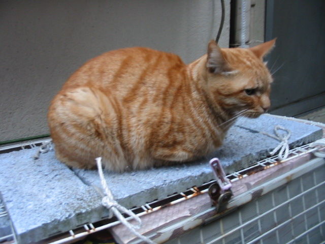 イメージ 5